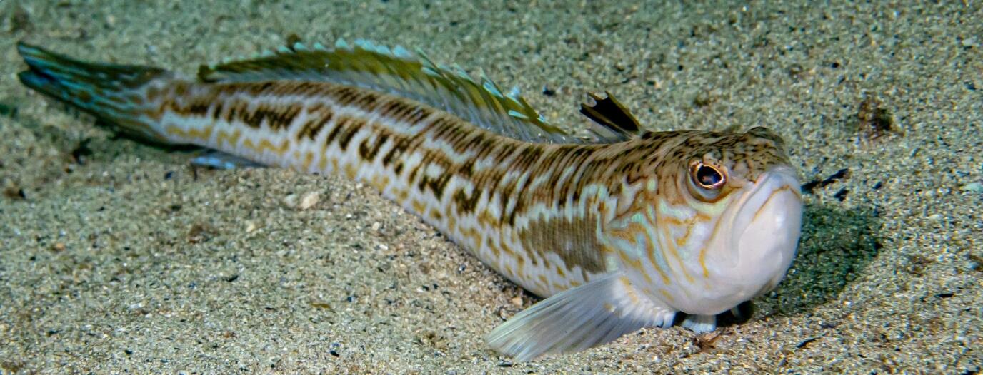 Schutz vor Petermännchen mit Beachies Wattsocken